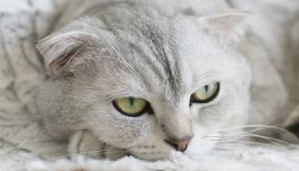 曾凡博复出18分 北京31分大胜终结广东8连胜！